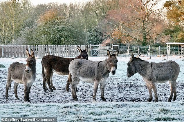 Donkeys at a frosty paddock in Dunsden, Oxfordshire, on Friday morning after a bitterly cold night