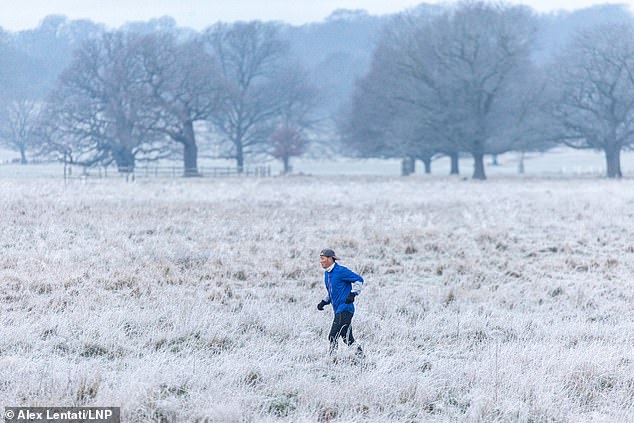 The Met Office has warned that up to 1ft 4in (40cm) of snow could blanket parts of the UK. Pictured: A runner enjoys the frosty weather in Richmond Park, London this morning