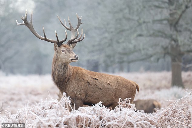 A deer stag looks on in Richmond Park in London on January 4