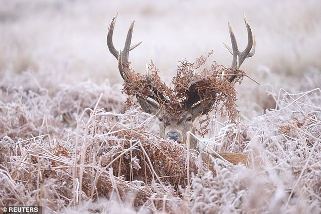 A deer stag lies amongst frosty foliage at Richmond Park on a frosty Saturday morning