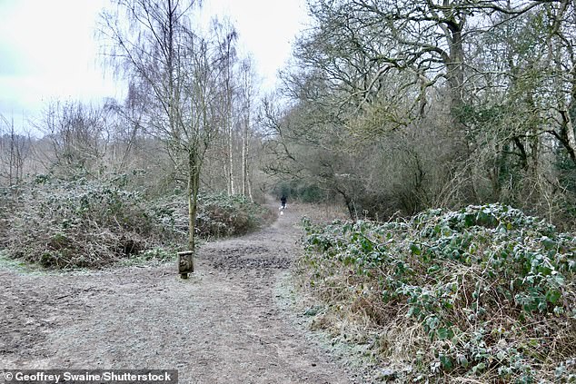 Britain is bracing for an arctic blast this weekend with temperatures of -10C. Pictured: Oxfordshire this morning