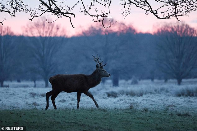 A deer stag this morning after multiple weather warnings for snow and ice across the UK this weekend