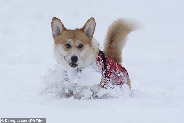 Digby the dog plays in the snow in Studley Royal park in North Yorkshire