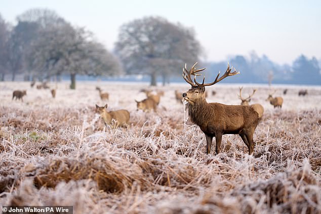 LONDON: A herd of deer brave the cold on a frosty morning in Bushy Park, London on Friday