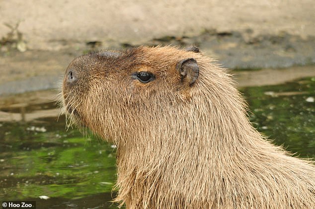 Fugitive rodent Cinnamon escaped from her enclosure in September last year