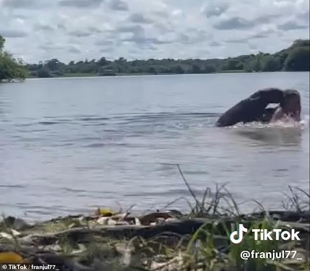 The capybara continues to bite at the woman as she is pushed out of the frame