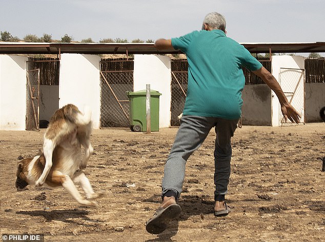 Reports suggest thousands of stray dogs have already been massacred in venues across the North African nation, with fears the killings are escalating