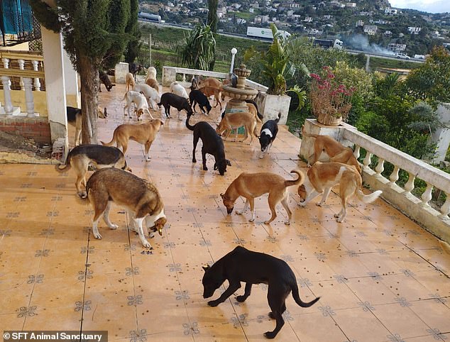 Pictured: Stray dogs brought to mini-sanctuary in Morocco