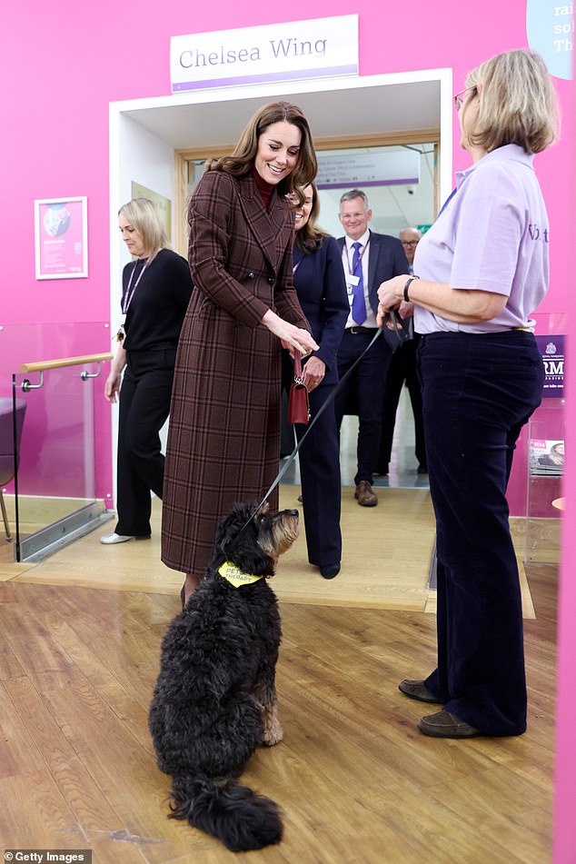 The Princess of Wales meets Scout the therapy dog at the Royal Marsden Hospital this morning