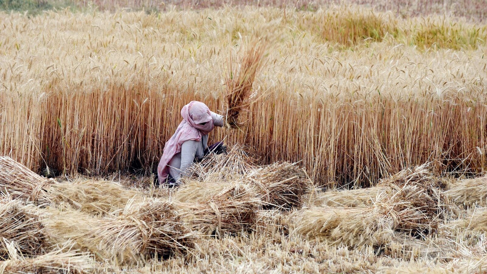 Uttar Pradesh is the top wheat-producing state in India, accounting for around 31.77% of the country's total wheat production.