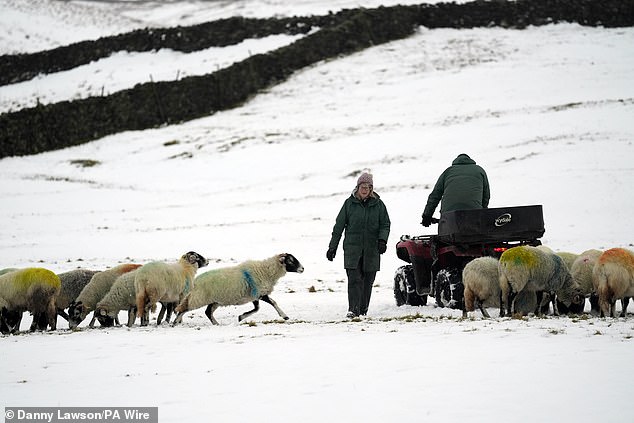 Farmers tend to their sheep at Studfold in the snowy Yorkshire Dales this morning