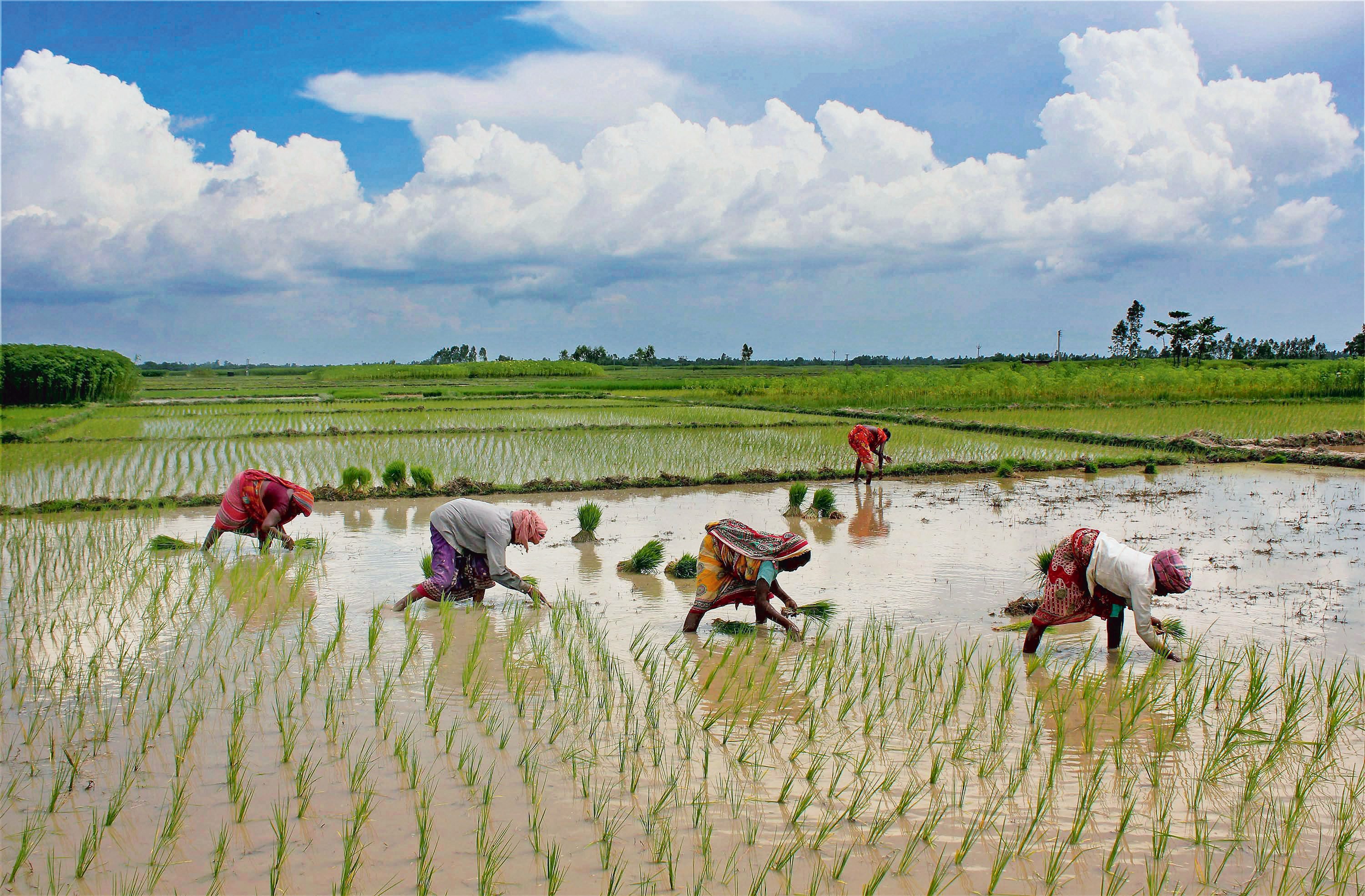 Some farmers are shifting from soybean to paddy cultivation. (PTI)