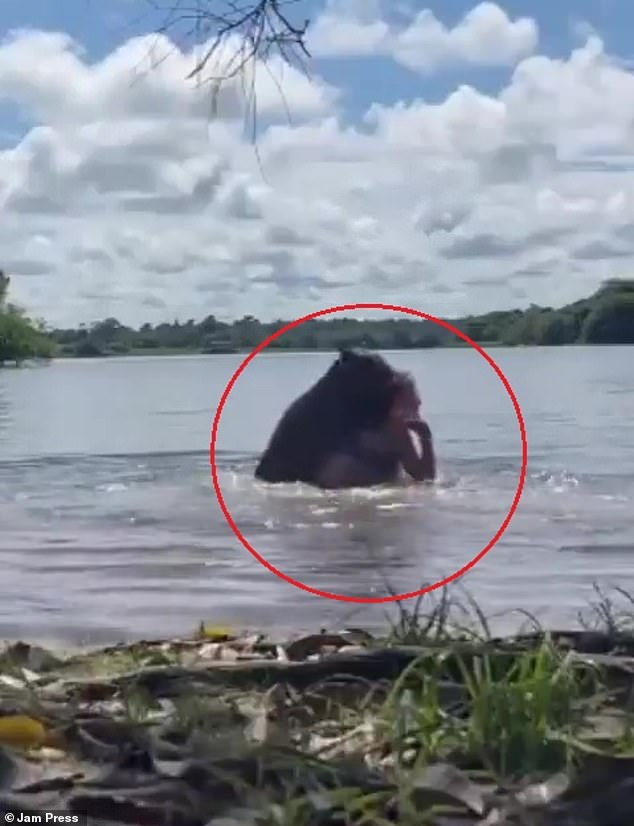 The capybara is seen mounting the woman before dragging her under the water