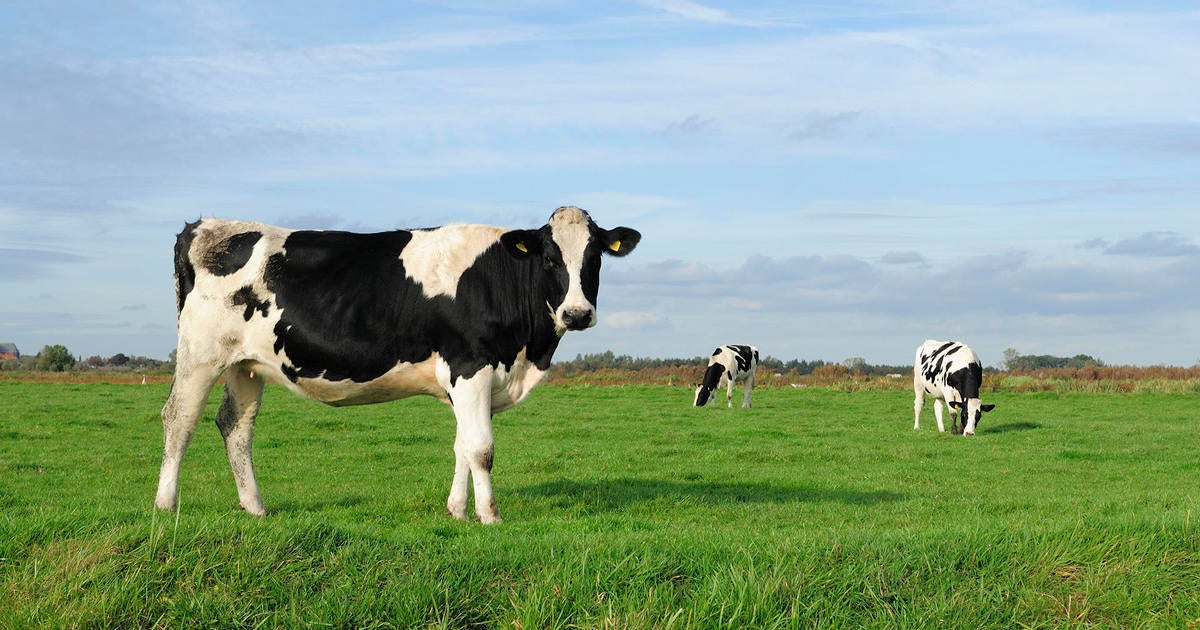 Cows infected by lethal bird flu strain showing respiratory symptoms, Nevada says