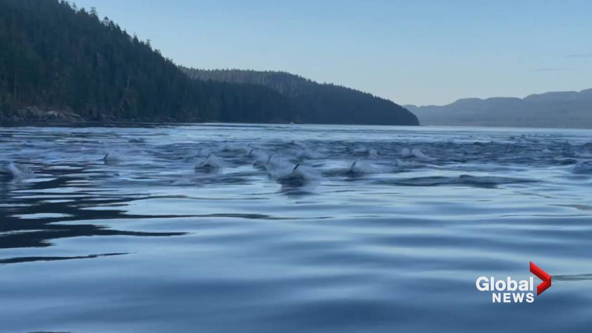 Click to play video: 'Super pod of white-sided dolphins spotted near Vancouver Island'