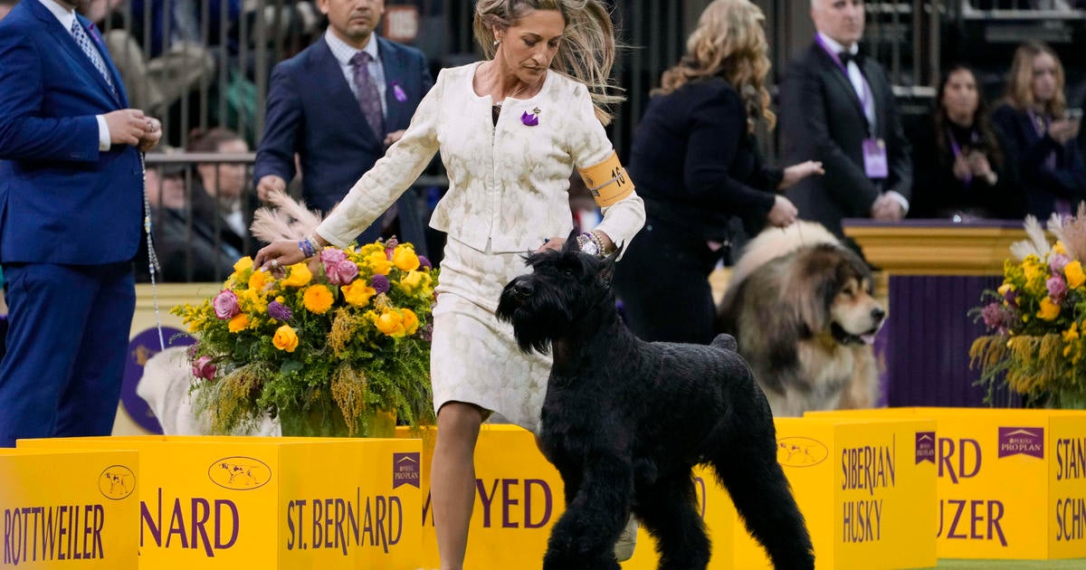 Monty the giant schnauzer wins Best in Show. See the Westminster Dog Show highlights in photos.