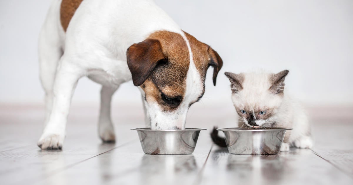 Raw pet food is recalled and warnings issued in two states after cats die of bird flu