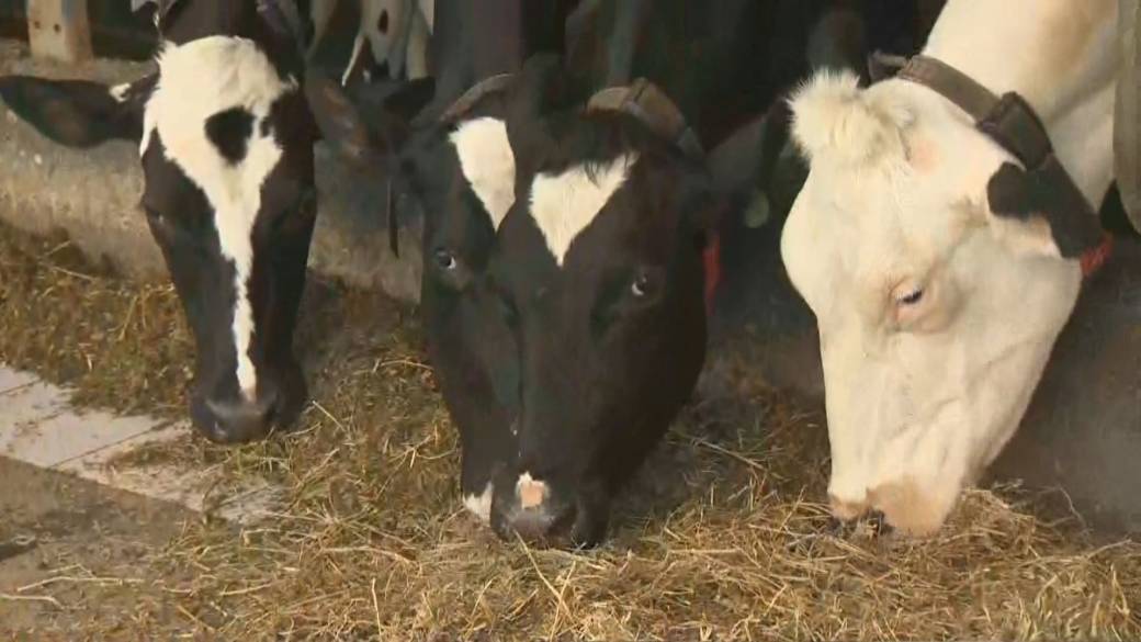 Click to play video: 'Health Matters: U.S. dairy cows infected by a new type of bird flu'