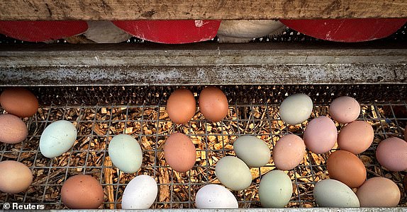 Freshly laid eggs are seen at physical therapist Miho Urisaka's farm, where she and her husband grow organic free-range chicken and eggs to sell to patients at Urisaka's clinic, Orthopedic Movement Physical Therapy, in Manhattan, at Putnam Valley farm, New York, U.S., February 28, 2025. REUTERS/Christine Kieran REFILE - CORRECTING DATE FROM "27" TO "28".