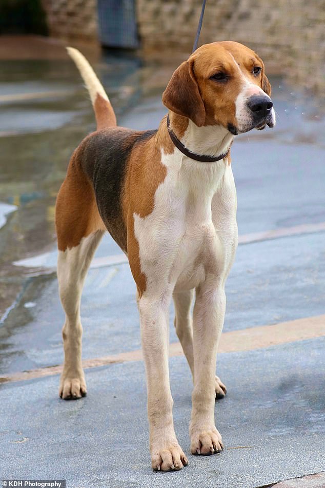 Sparkle at her kennels where she is part of a working pack from the Percy Hunt