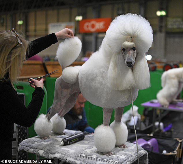 Standard Poodle judging on the second day of Crufts 2025