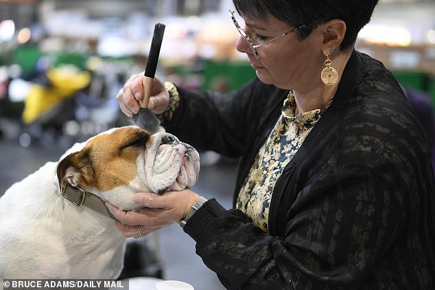 Preparation for Bulldog judging on the second day of Crufts 2025