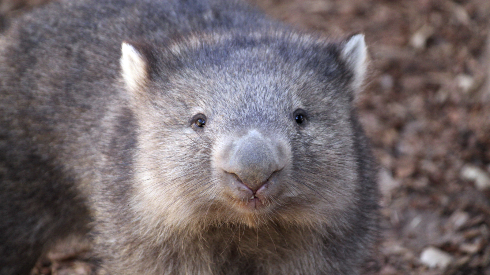 US influencer faces backlash, apologizes for snatching baby wombat in Australia | World News