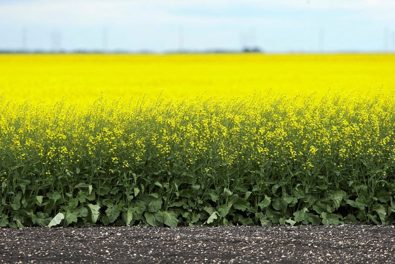 China set for rapeseed meal shortage after 100% duty on top supplier Canada