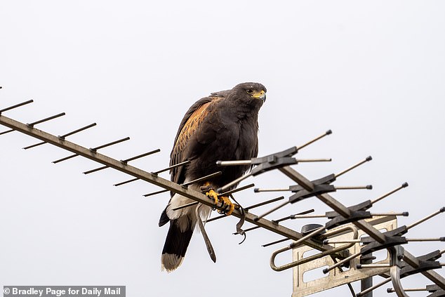 The hawk was often photographed in the small village sitting on the tops of people's homes