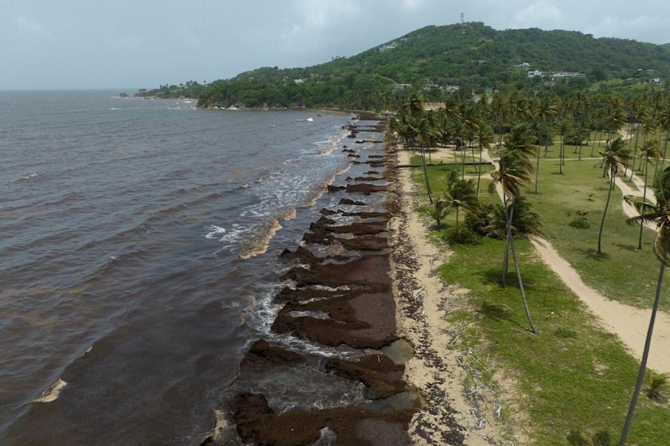 A drone view shows a beach covered in sargassum seaweed (REUTERS)