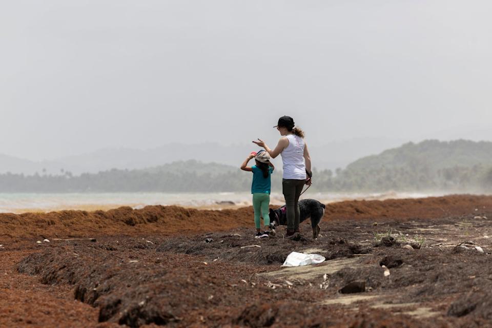 A woman walks a dog with a girl on a beach covered in sargassum seaweed (REUTERS)