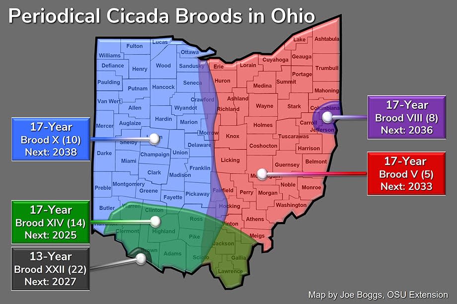 A map of where periodical cicada broods will emerge in Ohio between 2025 and 2038.