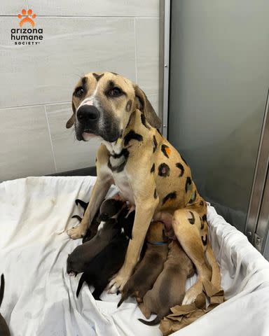 Arizona Humane Society Rainbow Brite in the shelter with her pups.