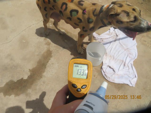 Arizona Humane Society Temperatures reached 99 degrees that day, and the sidewalks were seen heating to even higher temps.