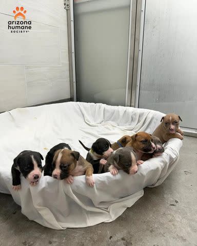 Arizona Humane Society All of Rainbow's puppies, who were taken with her to foster care.