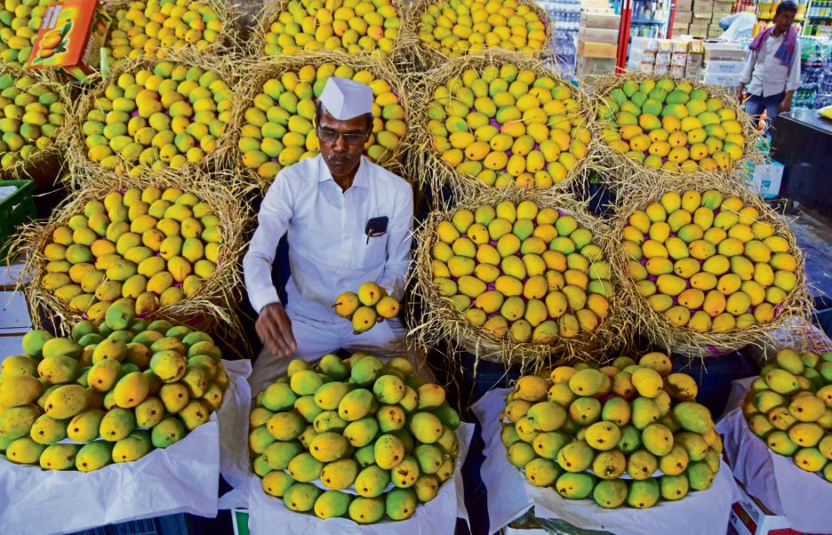 There is no pan-India market for the mango, except for a few cultivars such as the Banaganapalle from the south and Alphonso and Kesar from the west. There is no pan-India market for the mango, except for a few cultivars such as the Banaganapalle from the south and Alphonso and Kesar from the west.