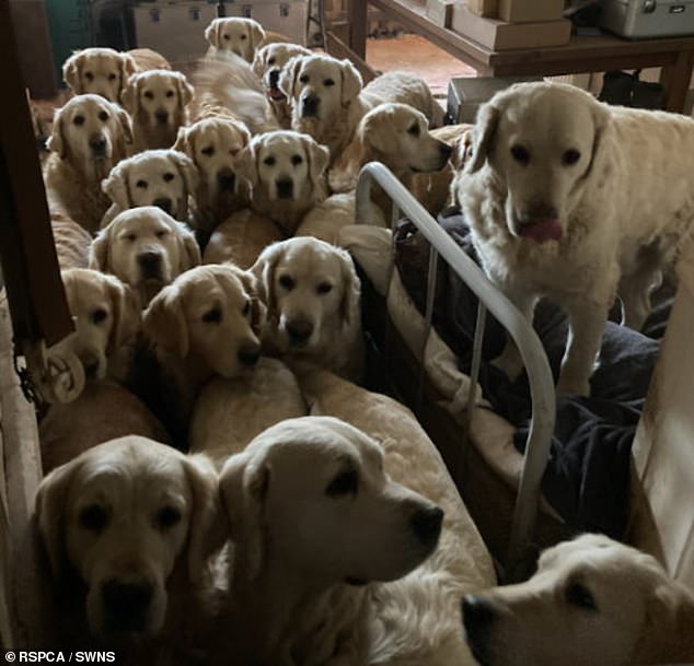 Dogs at the Golden Retriever Experience were found to be living in poor conditions, with two dying after getting into fights and another having his genitals severed during a fight
