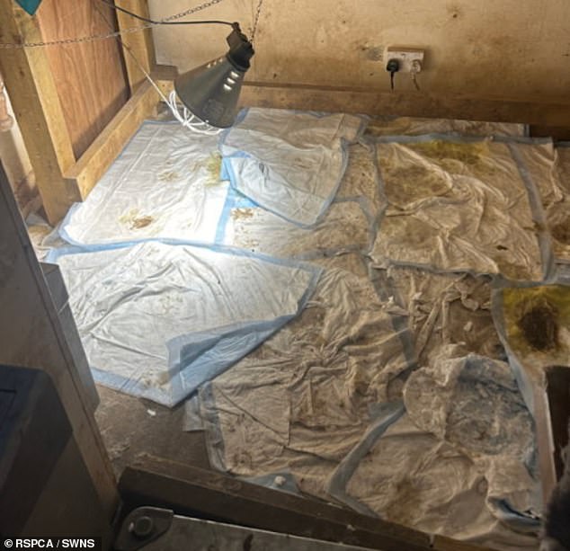 The conditions the Golden Retrievers lived in. The RSPCA first investigated after it received reports of dogs being injured and dying due to fights breaking out
