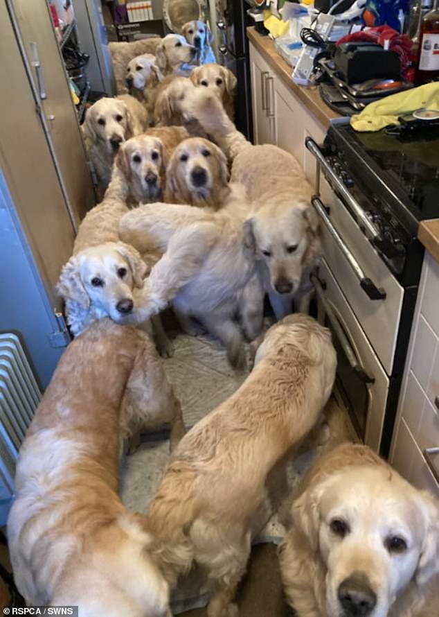 After failing to meet the RSPCA's requested improvements, the police removed all the dogs from the property