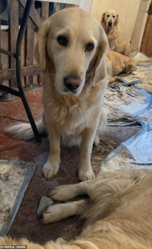 St James was handed an 18- week sentence, suspended for 12 months. He is also banned from keeping dogs for ten years
