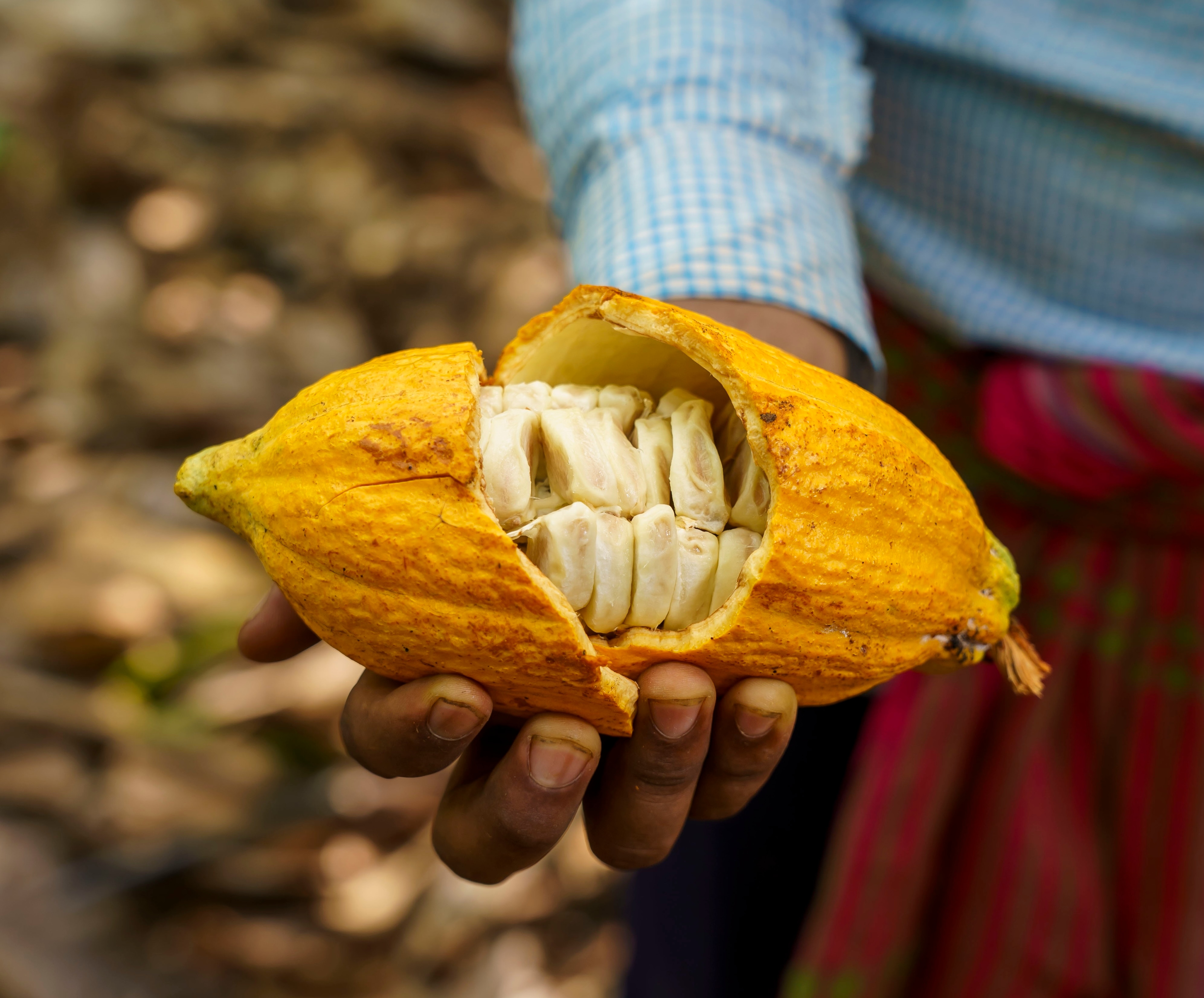 The Cacao fruit is typically pulpy and fleshy, its raw beans chalky and bitter, before they are dried, fermented and roasted to make chocolate. The Cacao fruit is typically pulpy and fleshy, its raw beans chalky and bitter, before they are dried, fermented and roasted to make chocolate.