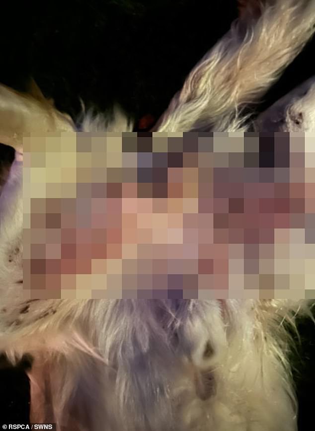 The vet who examined the dogs said they were 'not protected from pain, injury, suffering, and disease'
