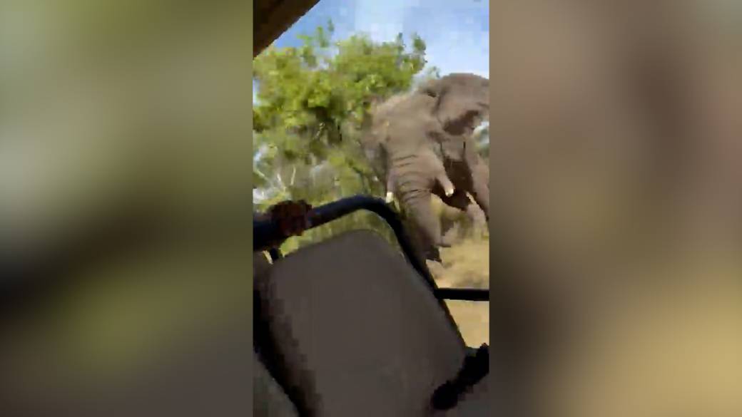Click to play video: '79-year-old woman dead after elephant charges tour group in Zambia'