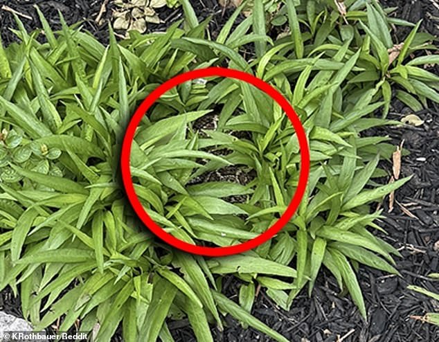 So, did you spot it? If you look closely in the green plant, coiled up in the center is a rattlesnake