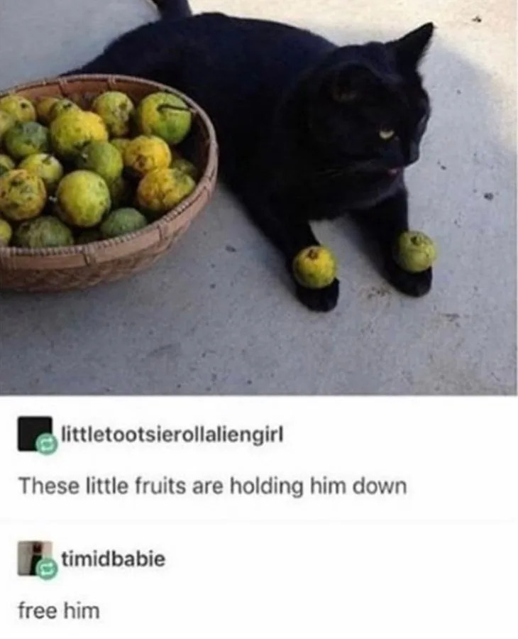 A black cat lies on the ground with small round fruits placed on its front paws. A basket of similar fruits is nearby. Text jokes about freeing the cat
