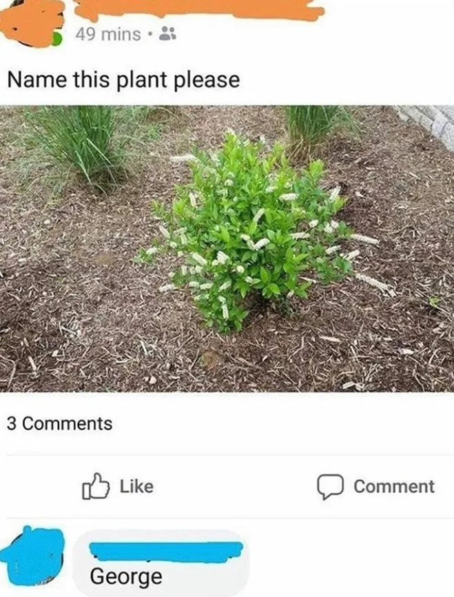 Someone says please name this plant, and someone responds with "George"