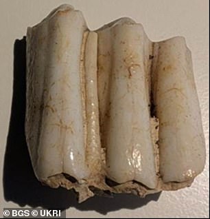 The cattle's third molar tooth, which revealed the cow likely originated in Wales before moving to Stonehenge