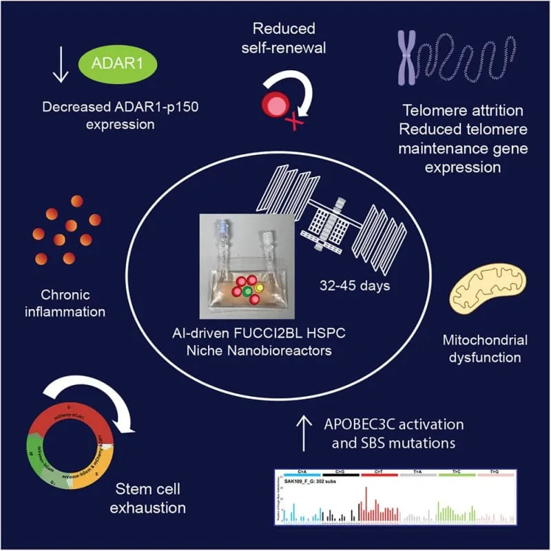 Graphical abstract of the study. Human hematopoietic stem cell (HSC) fitness is predicated on maintenance of dormancy, self-renewal, and multi-lineage differentiation potential that ensures efficient production of all blood lineages throughout life. (CREDIT: Cell Stem Cell)
