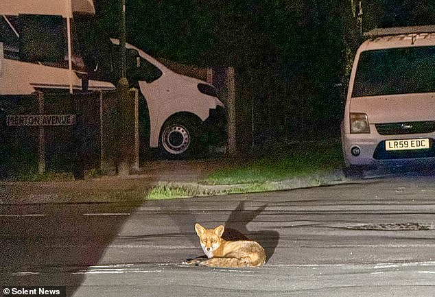 Mr Stroud had to pay almost £350 to repair the fault, refill his brake fluid and fit a new sensor - and lost a day's work amid the ordeal. Pictured: A fox in the village
