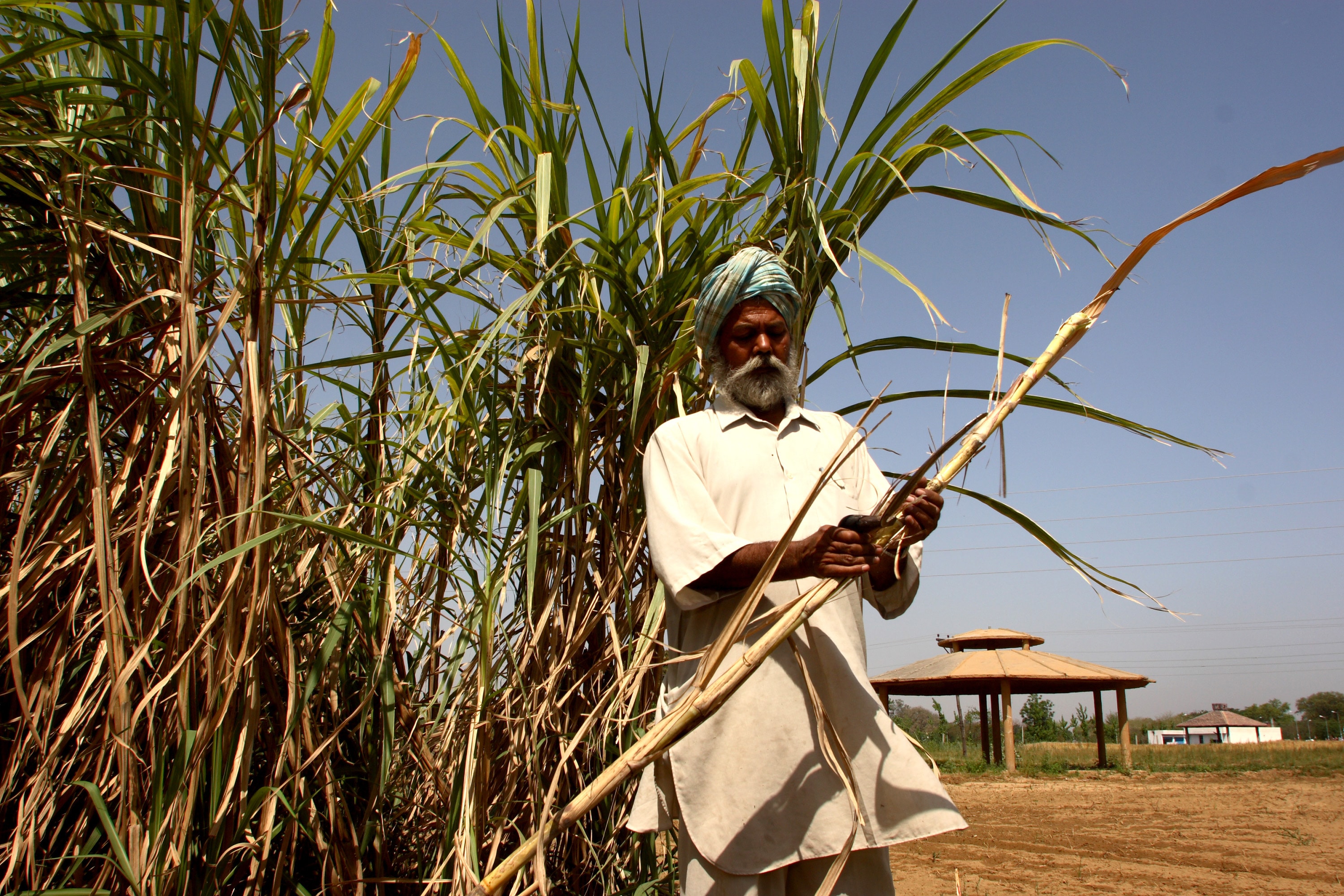 Farmers are planting more cereals and sugarcane and moving away from crops such as oilseeds, pulses and cotton. (Bloomberg) Farmers are planting more cereals and sugarcane and moving away from crops such as oilseeds, pulses and cotton. (Bloomberg)